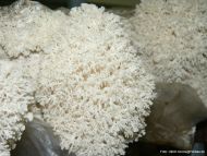 Friseepilz - Hericium coralloides (Ästiger Stachelbart)